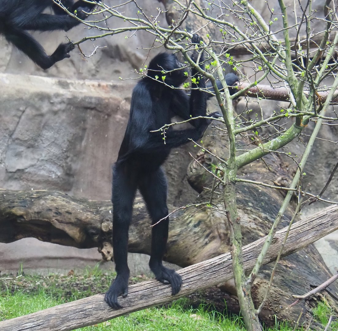 Colombian black spider monkey (Ateles fusciceps rufiventris), 2024-02-17