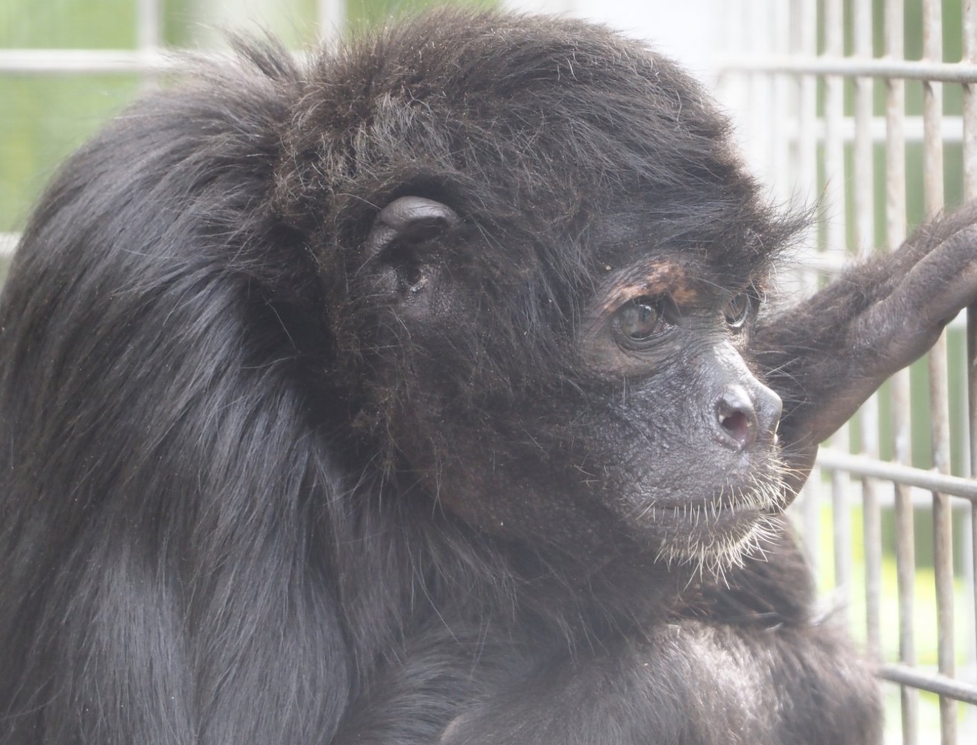 Colombian black spider monkey (Ateles fusciceps rufiventris), 2024-04-14