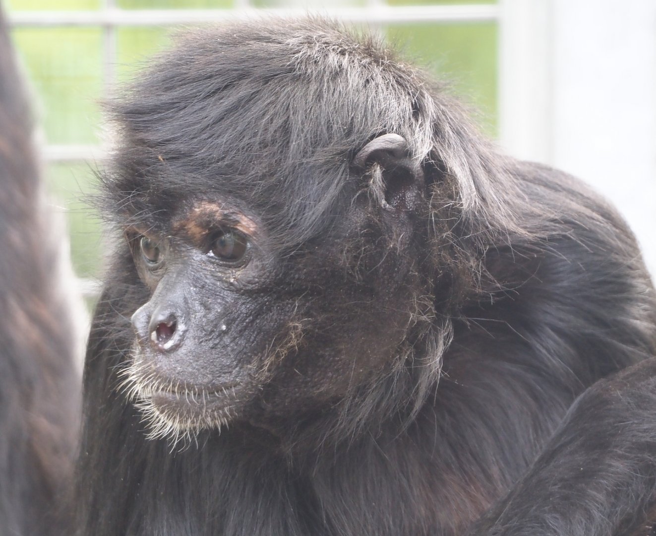 Colombian black spider monkey (Ateles fusciceps rufiventris), 2024-04-14