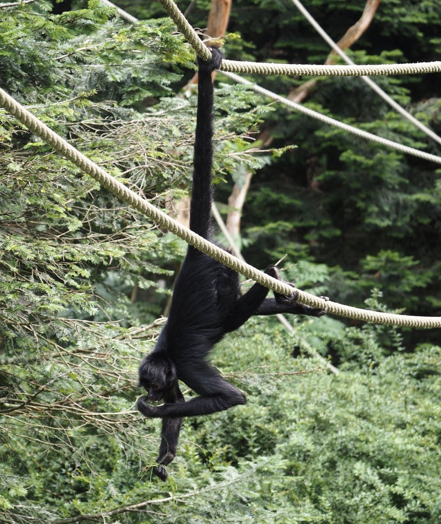 Colombian black spider monkey (Ateles fusciceps rufiventris), 2024-08-18