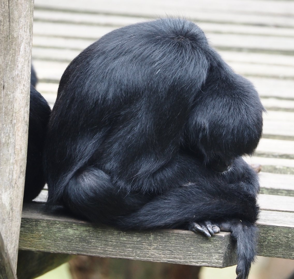 Colombian black spider monkey (Ateles fusciceps rufiventris), 2024-08-18
