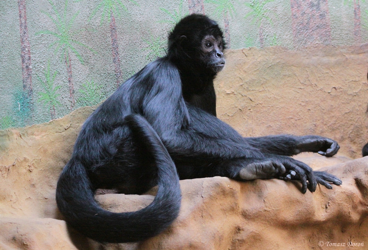 Colombian Black Spider Monkey (Ateles fusciceps rufiventris) June 2009