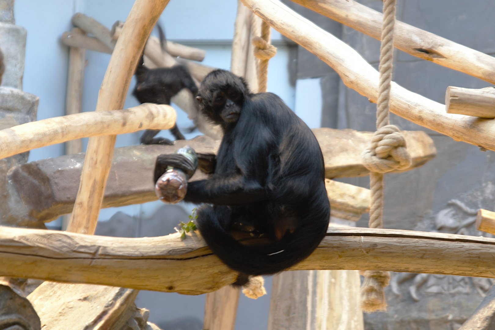 Colombian Black Spider Monkey (Ateles fusciceps rufiventris)