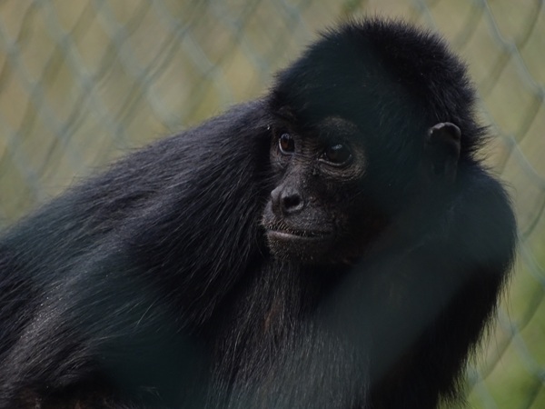 Colombian black spider monkey (Ateles fusciceps rufiventris)