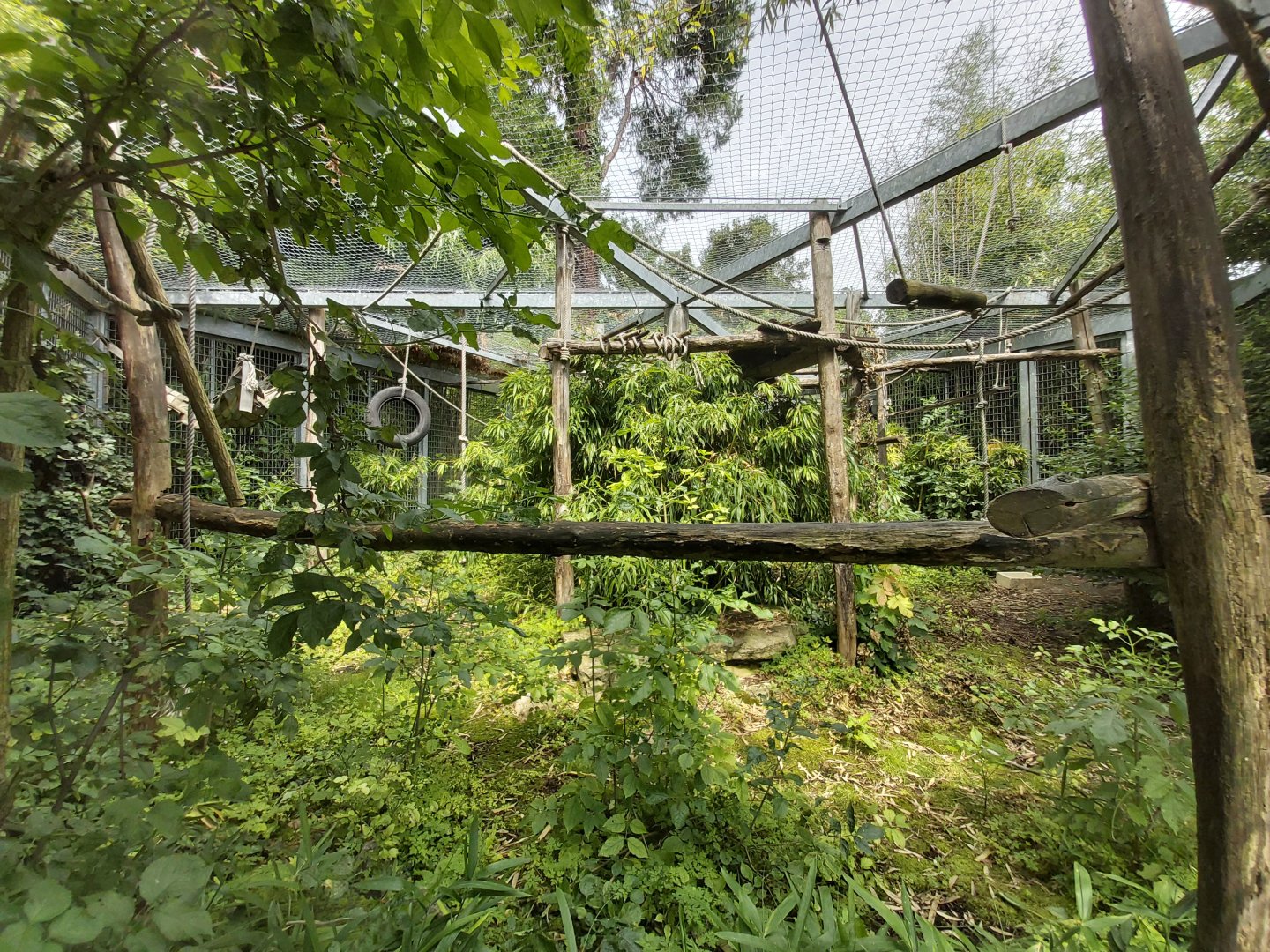 Colombian black spider monkey aviary - Singerie
