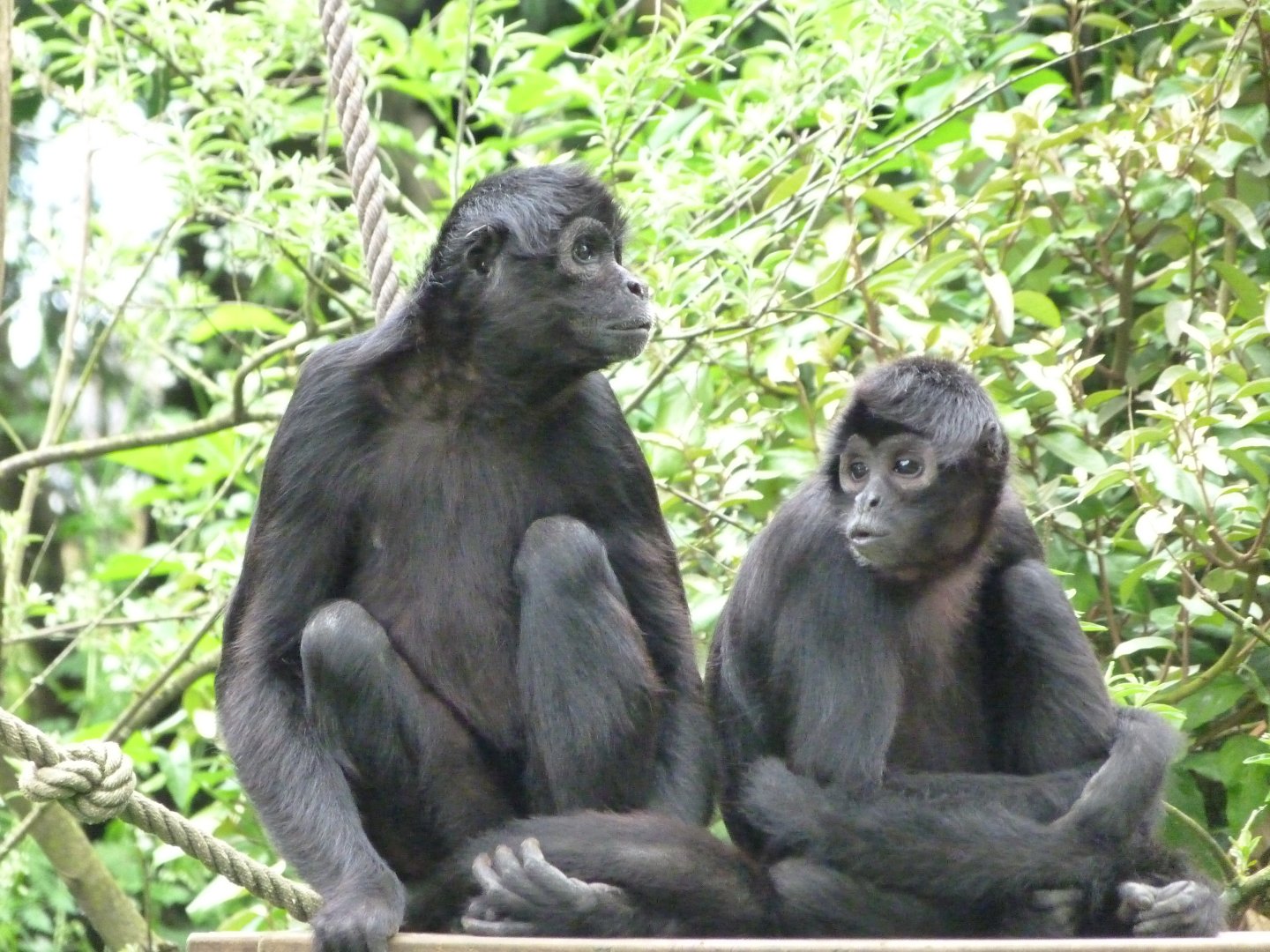 Colombian black spider monkey -Bioparc de Doué la Fontaine (2025)