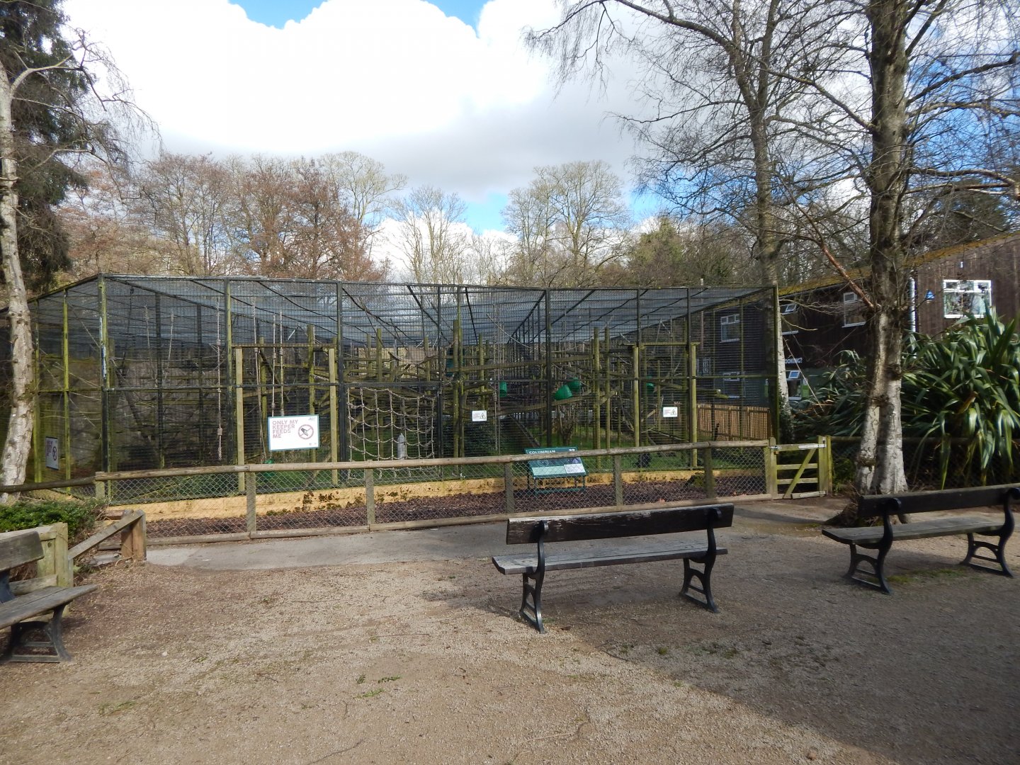 Colombian black spider monkey enclosure 040324