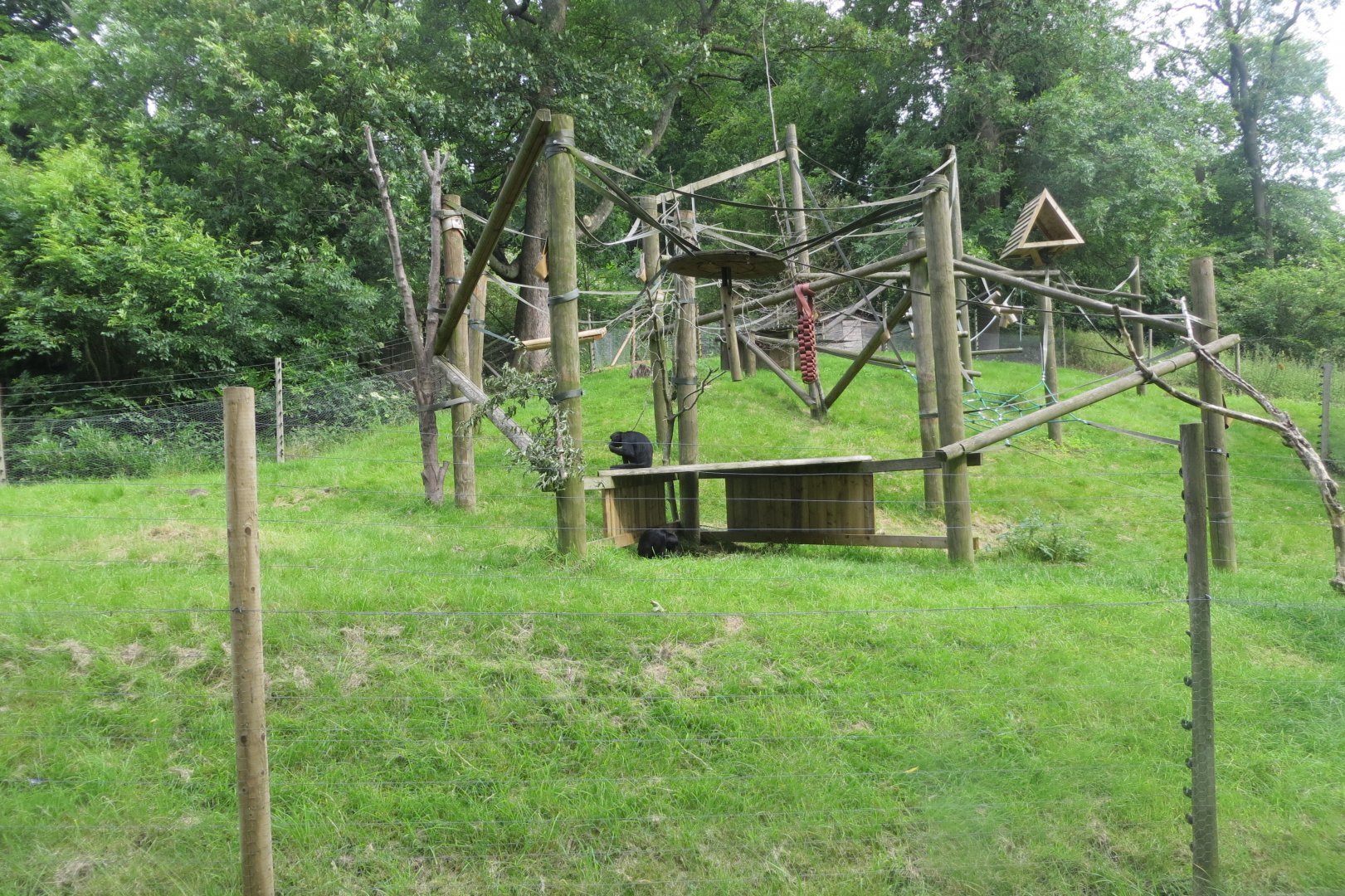 Colombian black spider monkey enclosure 230619