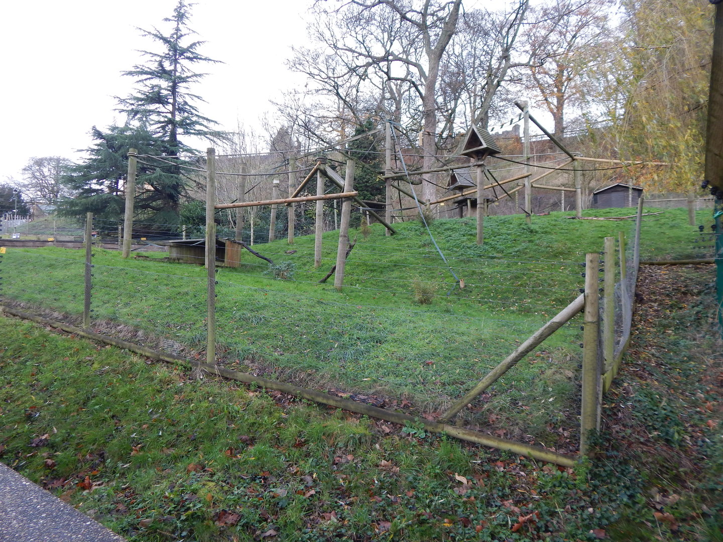 Colombian black spider monkey enclosure 241122