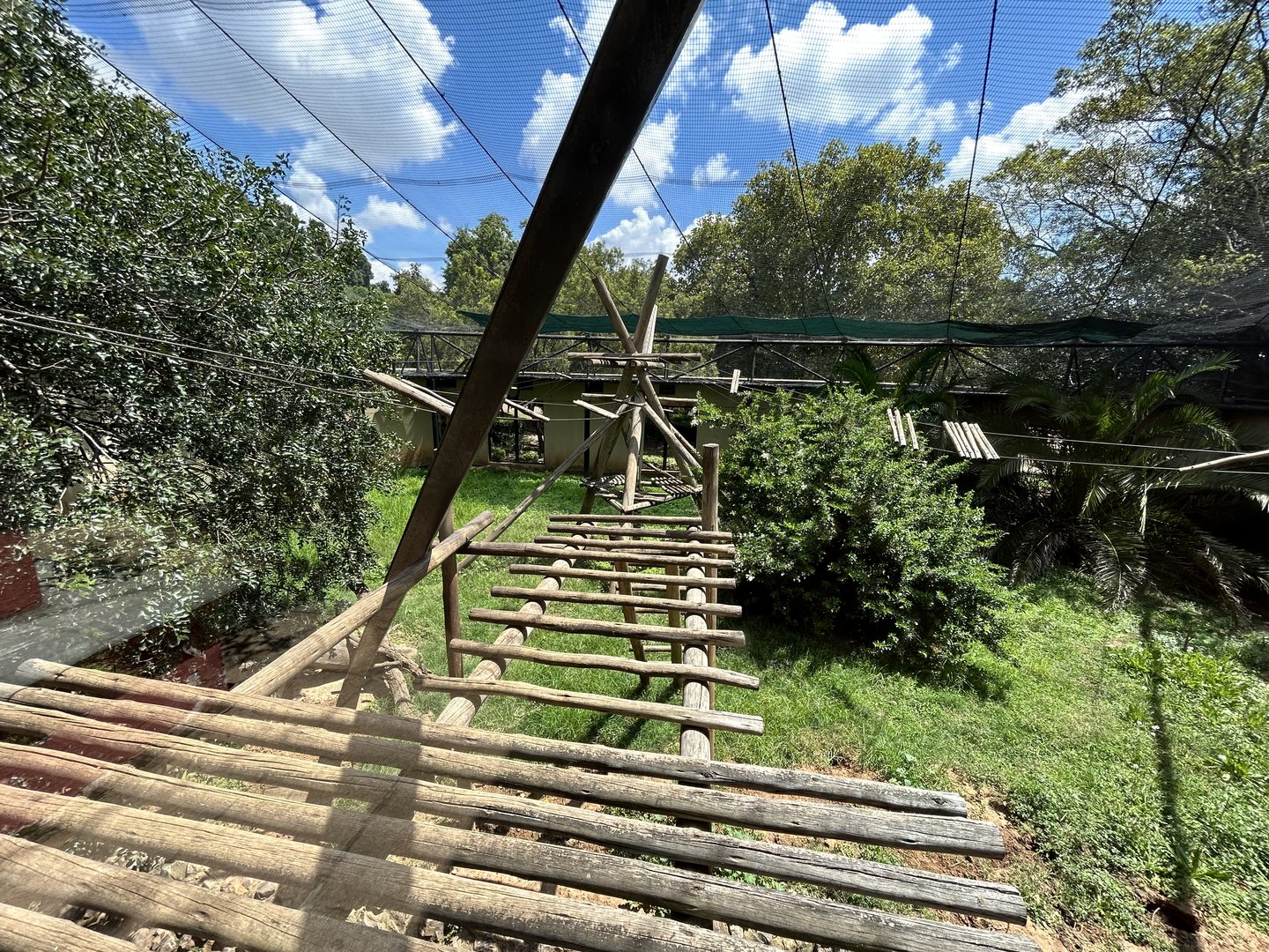 Colombian Black Spider Monkey Enclosure (Ateles fusciceps rufiventris)