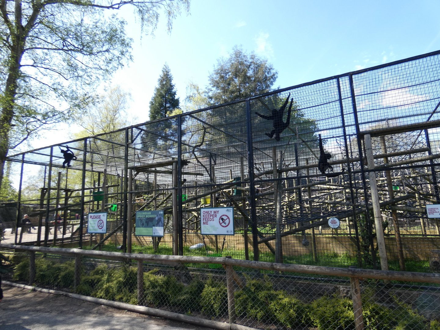 Colombian black spider monkey enclosure side-view