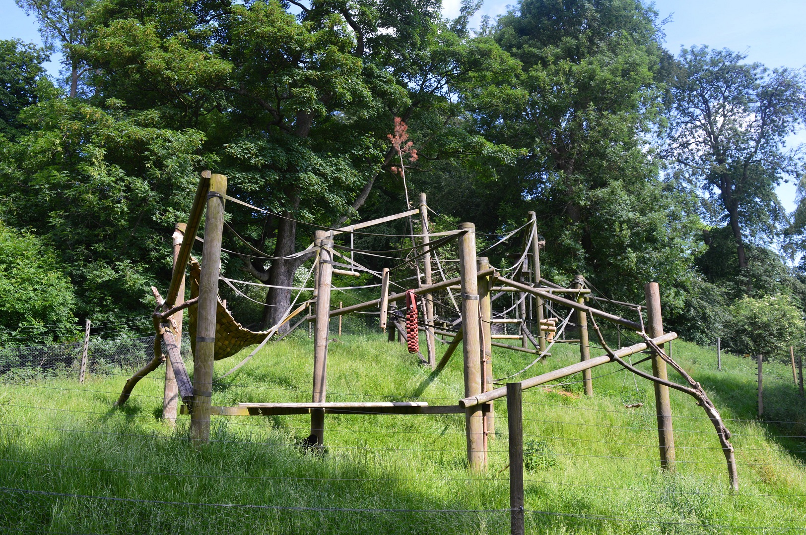 Colombian black spider monkey enclosure
