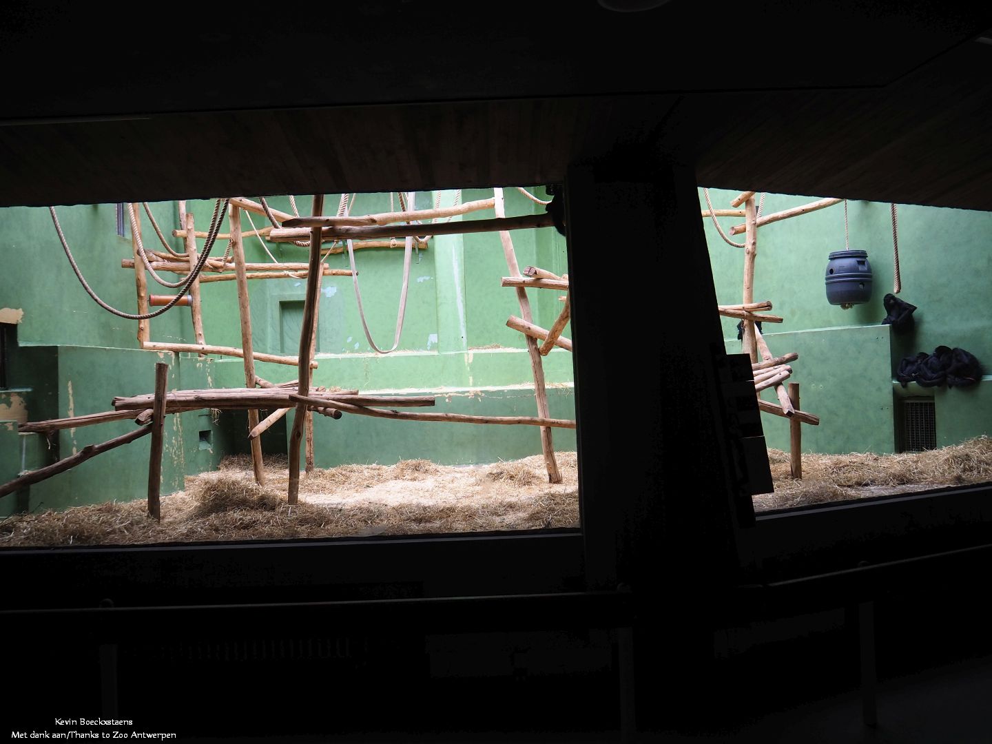 Colombian black spider monkey enclosure