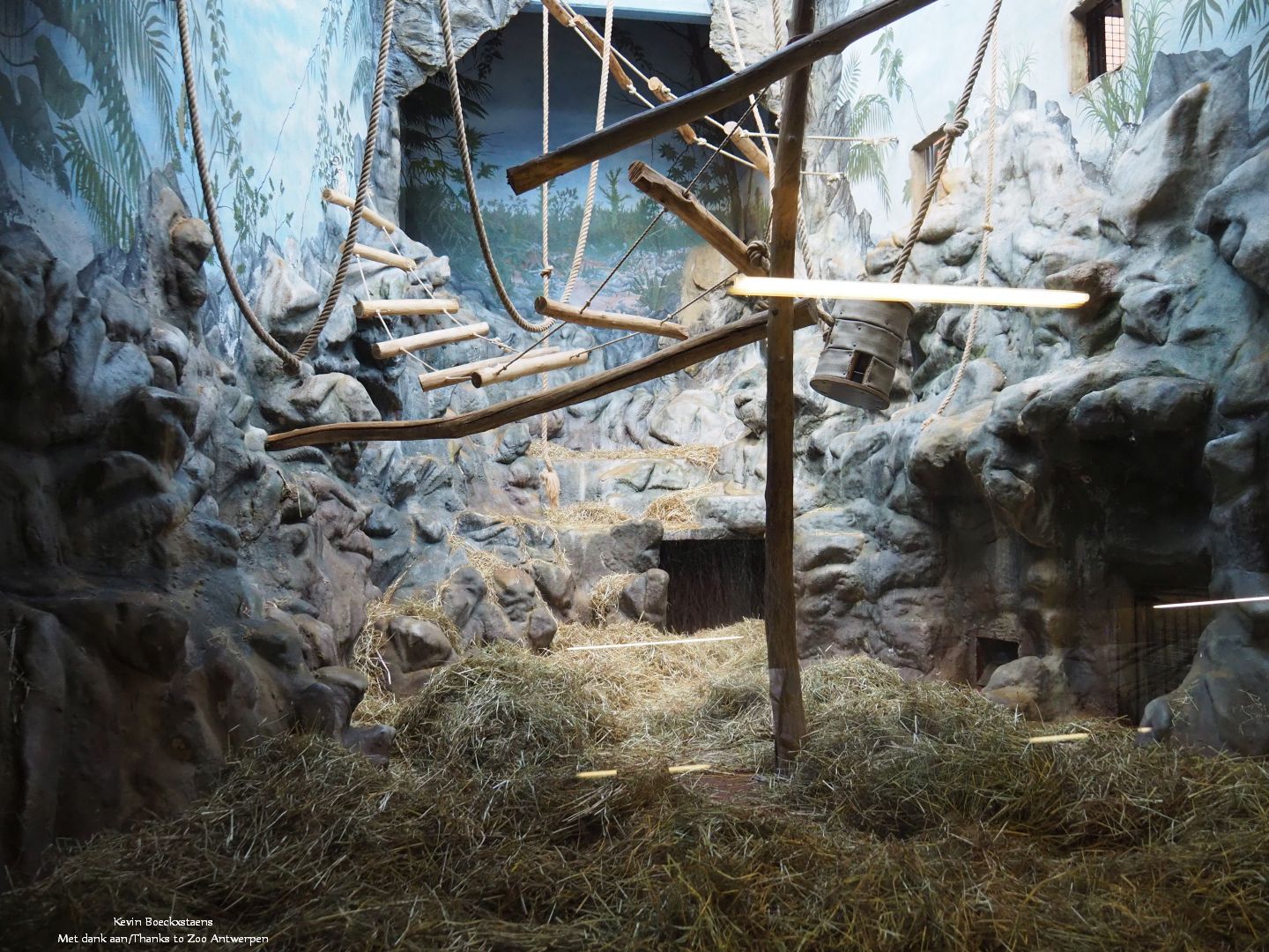 Colombian black spider monkey enclosure