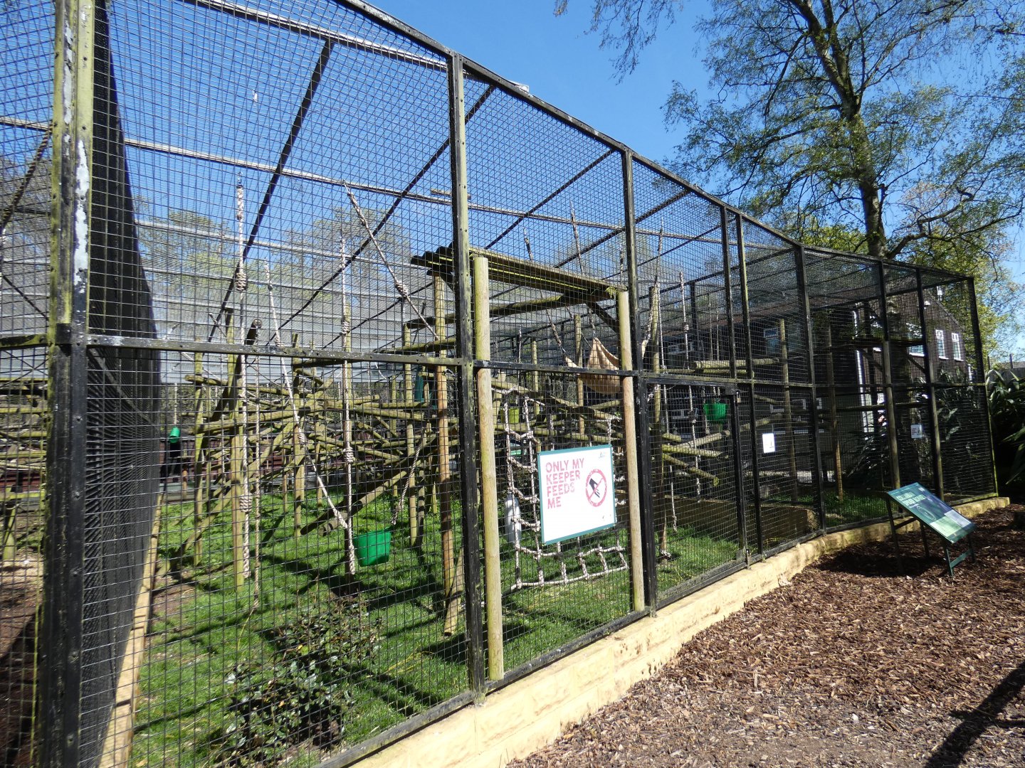 Colombian black spider monkey enclosure