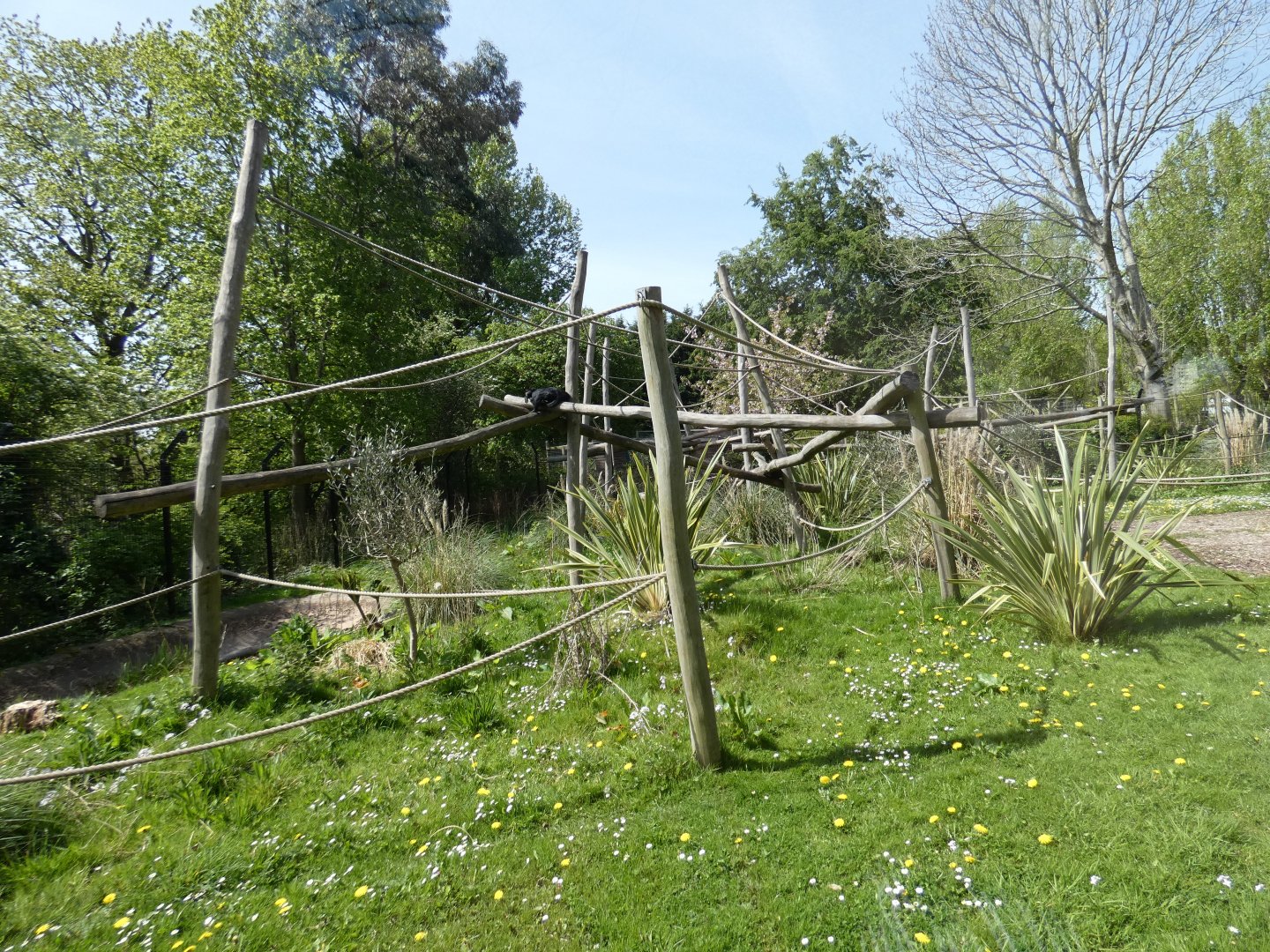 Colombian black spider monkey enclosure