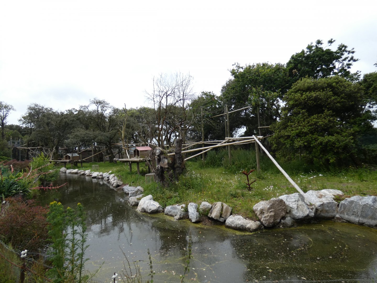 Colombian black spider monkey enclosure