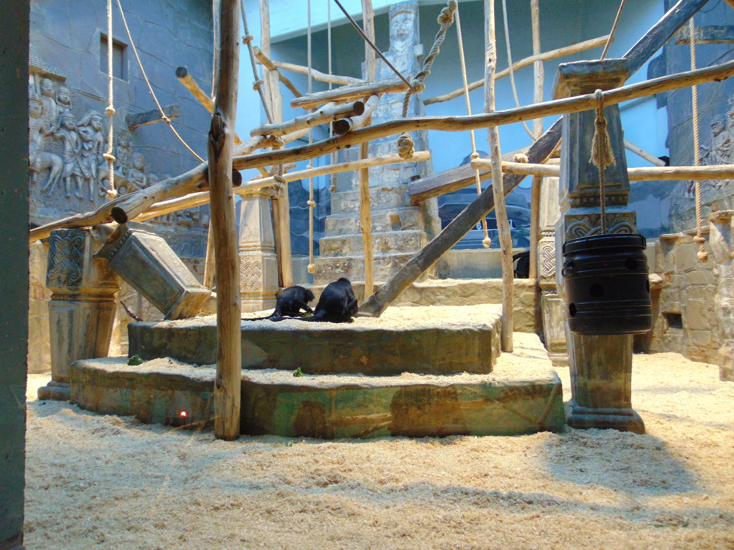 Colombian Black Spider Monkey Enclosure