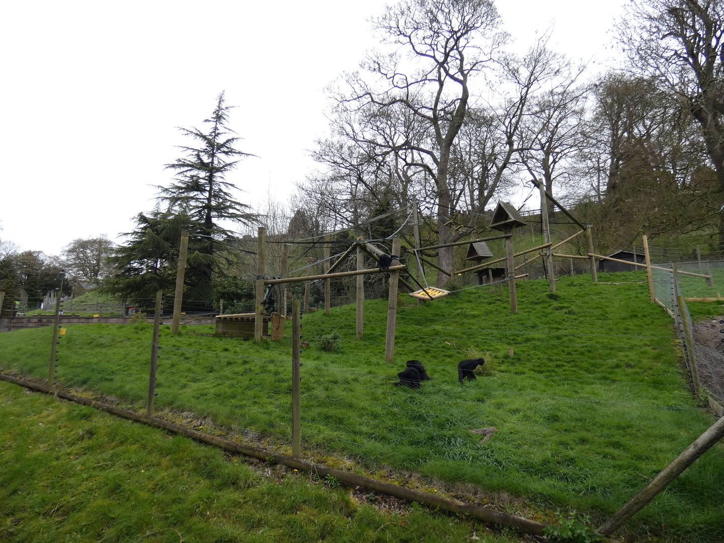 Colombian black spider monkey enclosure