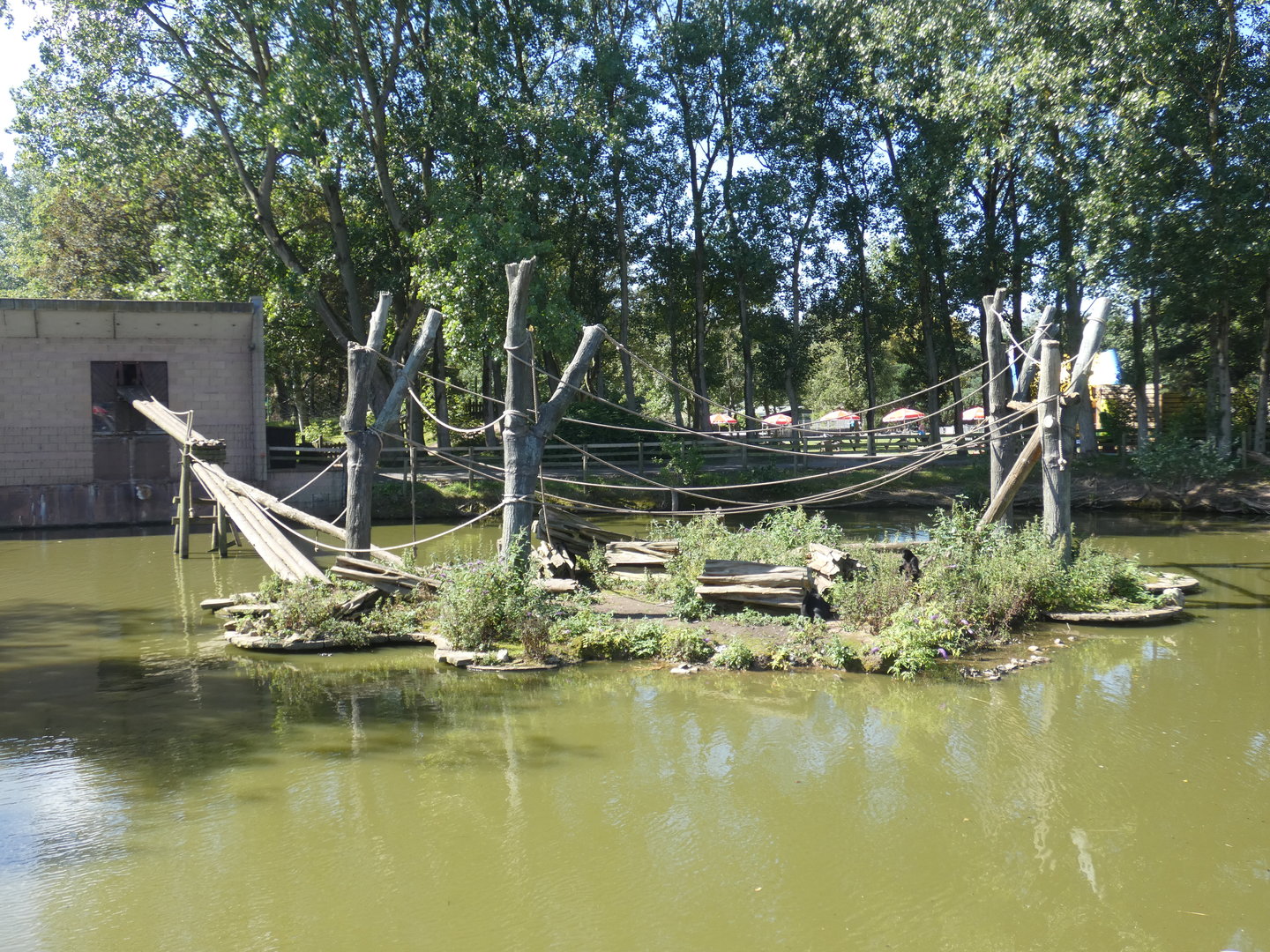 Colombian black spider monkey enclosure