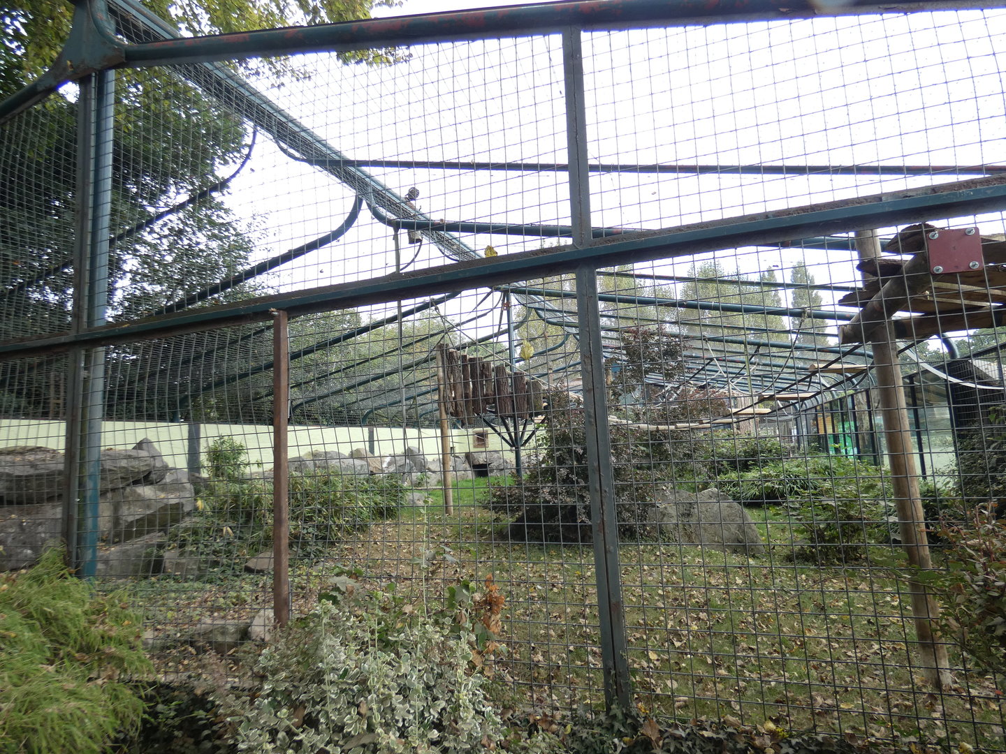 Colombian black spider monkey enclosure