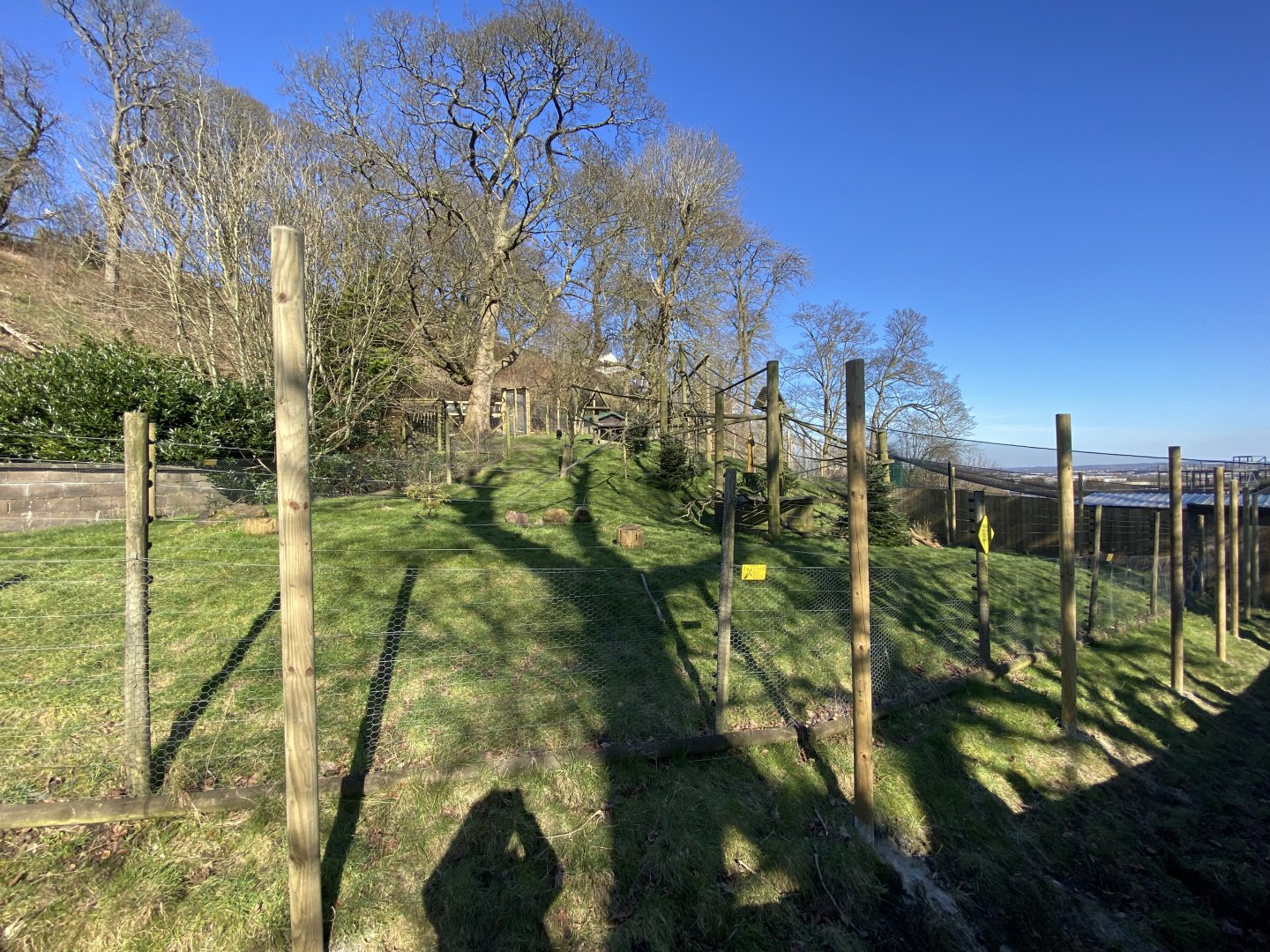 Colombian black spider monkey enclosure