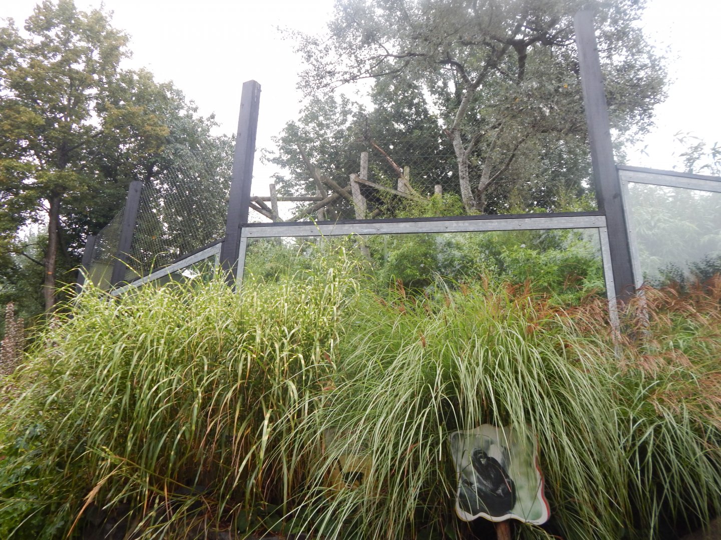 Colombian black spider monkey exhibit 140921