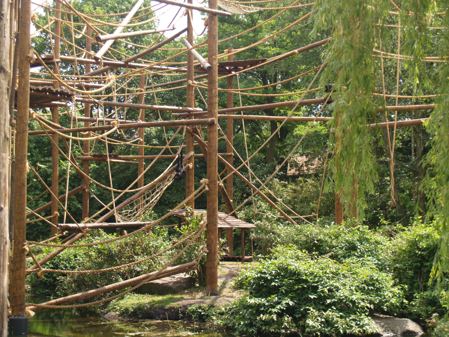 Colombian black spider monkey exhibit, 2006-07-08
