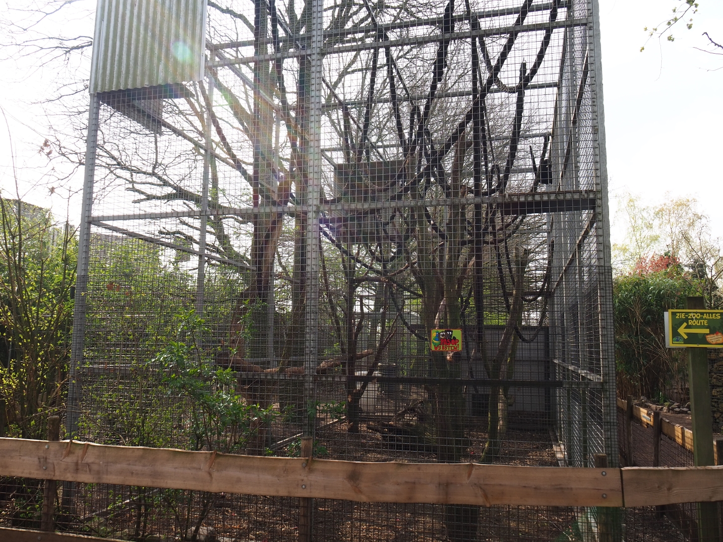 Colombian black spider monkey exhibit, 2019-04-06