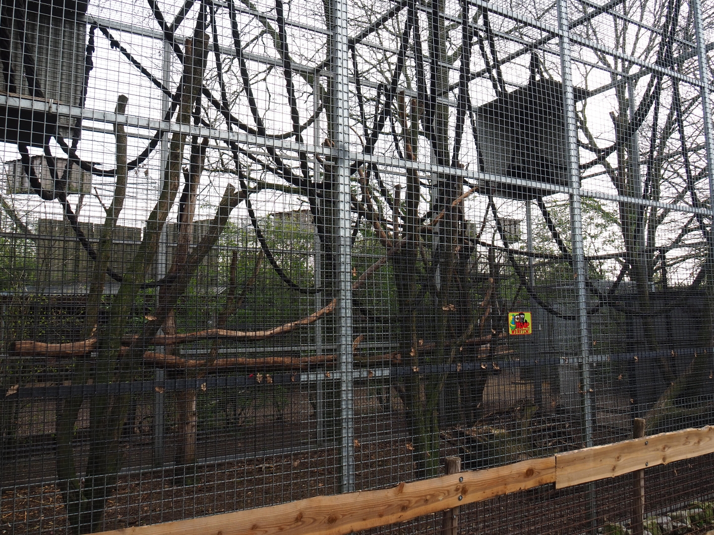 Colombian black spider monkey exhibit, 2019-04-06