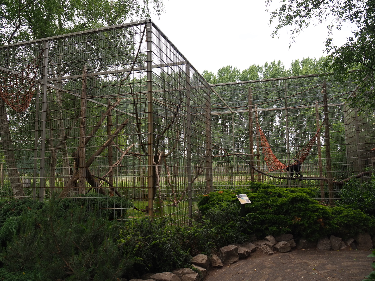 Colombian black spider monkey exhibit, 2019-05-25