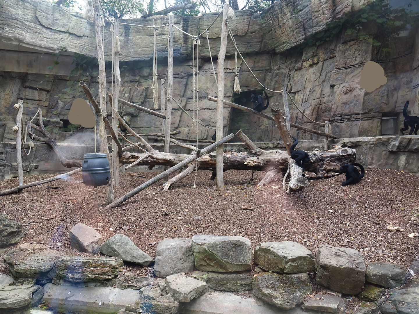 Colombian black spider monkey exhibit, 2022-07-10