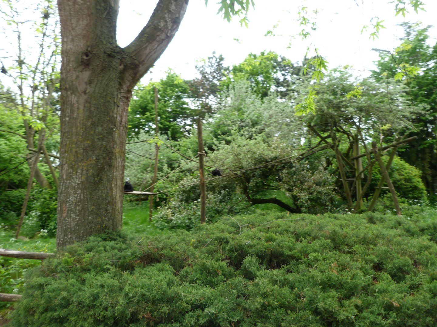 Colombian black spider monkey exhibit -Bioparc de Doué la Fontaine (2025)