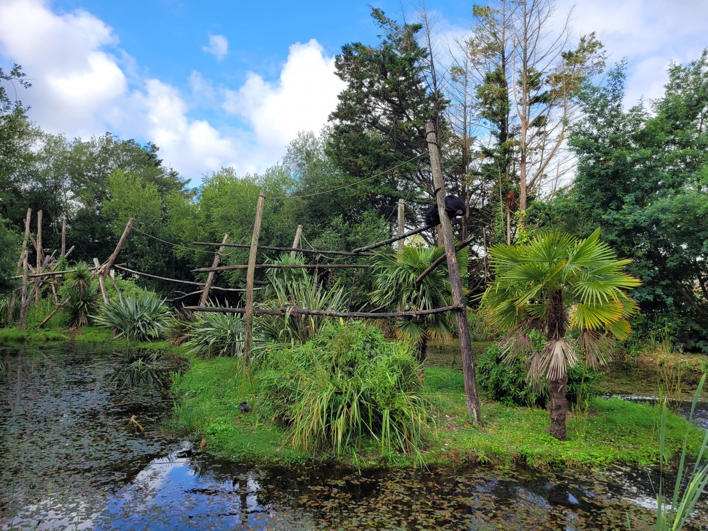 Colombian black spider monkey exhibit -Zoo du bassin d'Arcachon (2024)