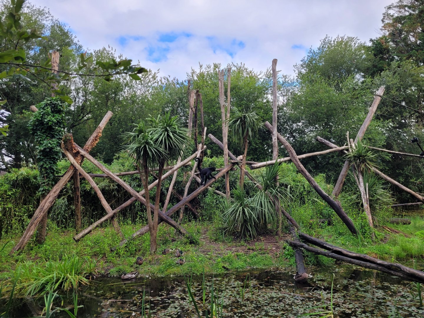 Colombian black spider monkey exhibit -Zoo du bassin d'Arcachon (2024)