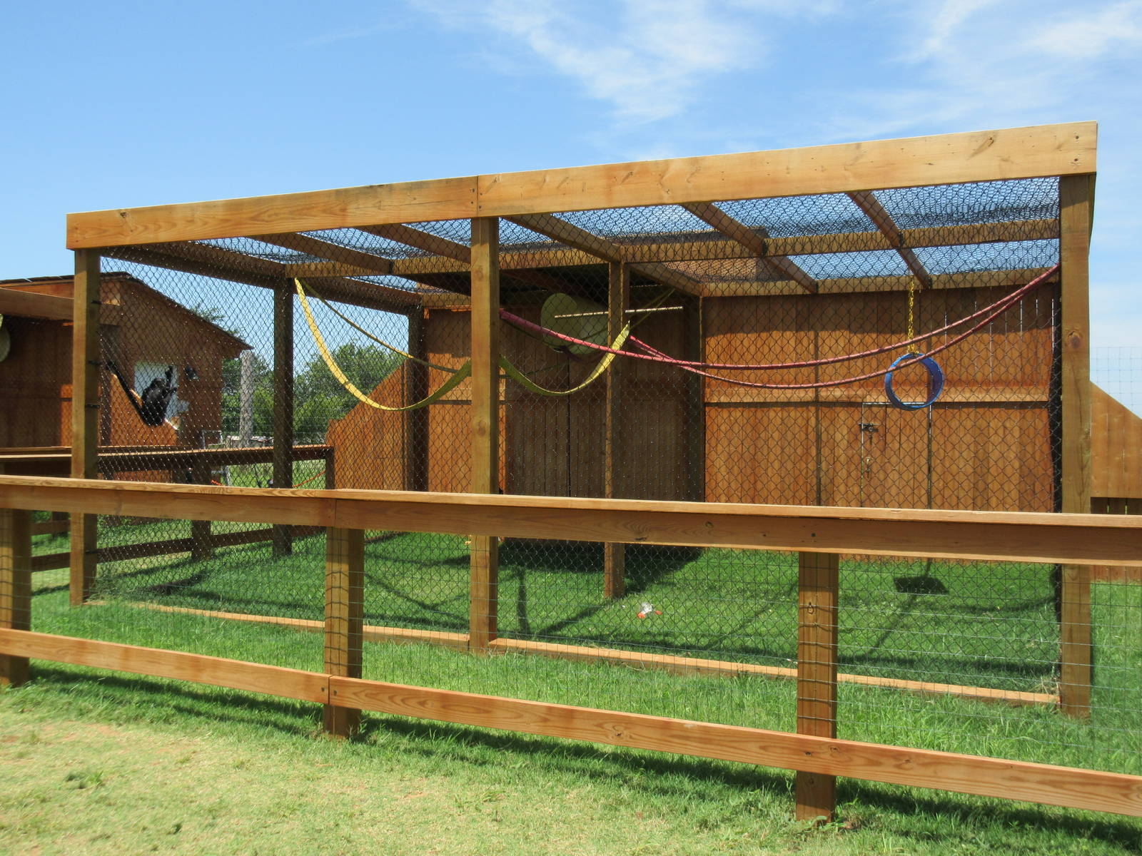 Colombian Black Spider Monkey Exhibit