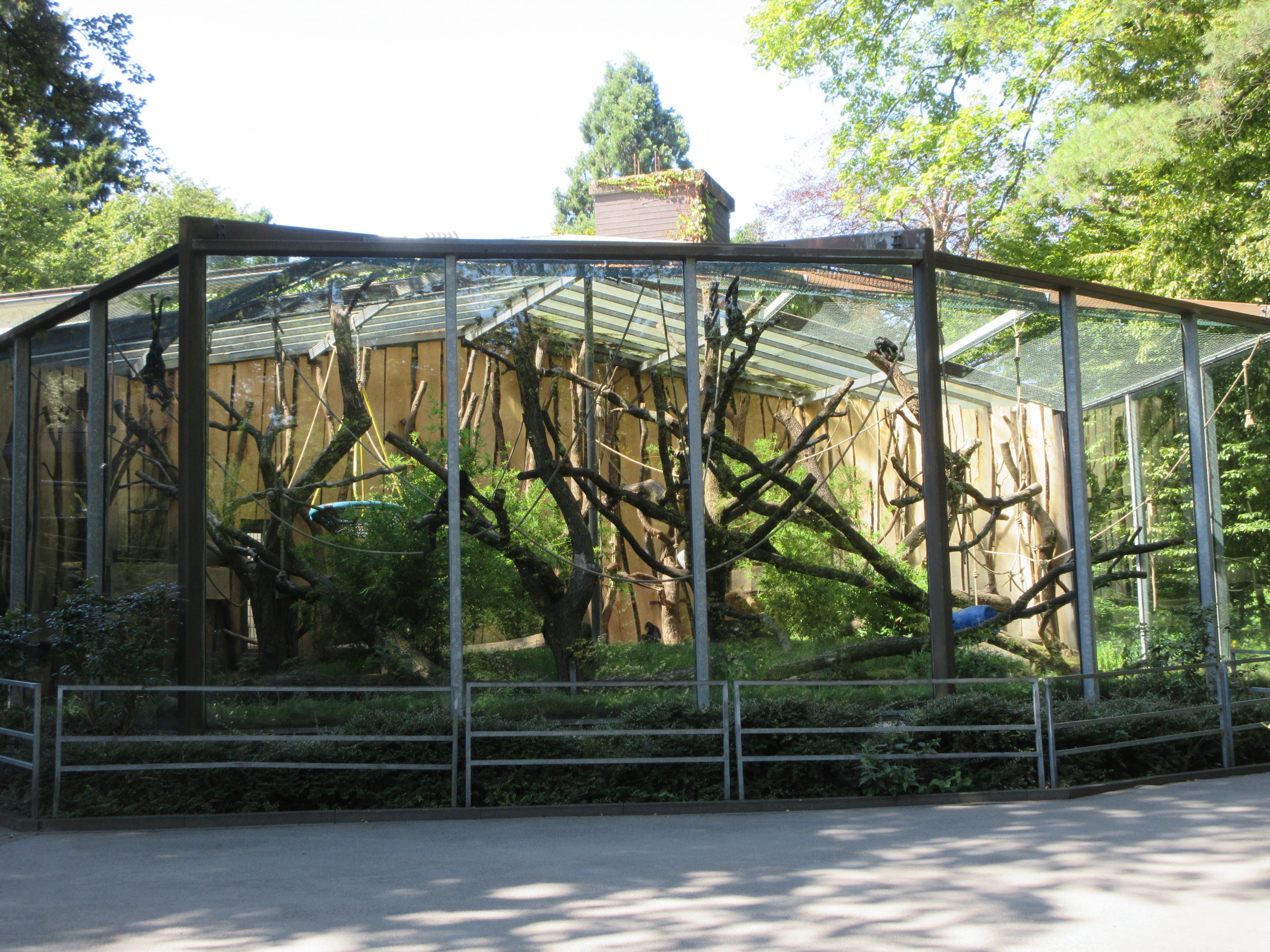 Colombian Black Spider Monkey Exhibit