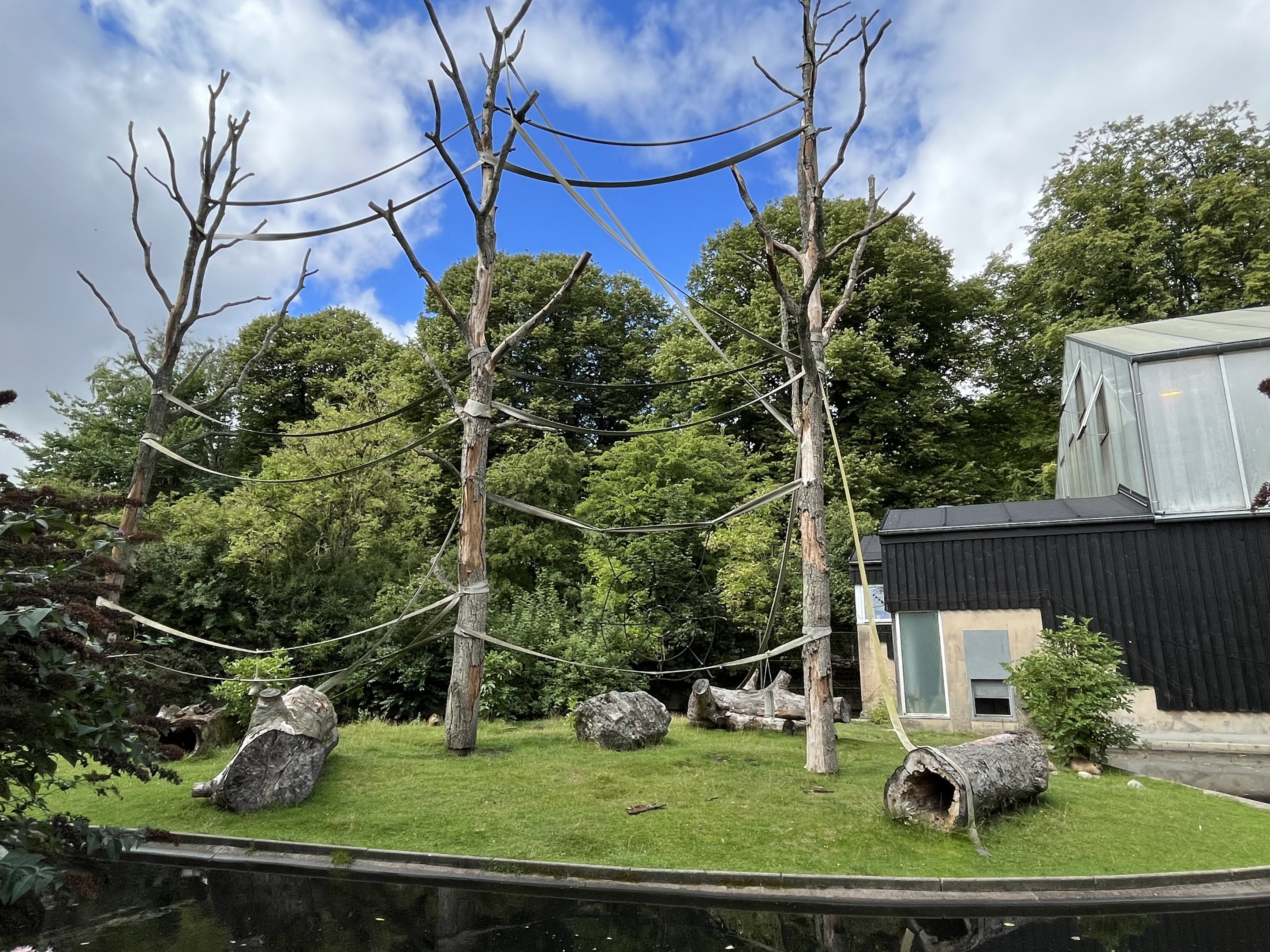 Colombian Black Spider Monkey Exhibit