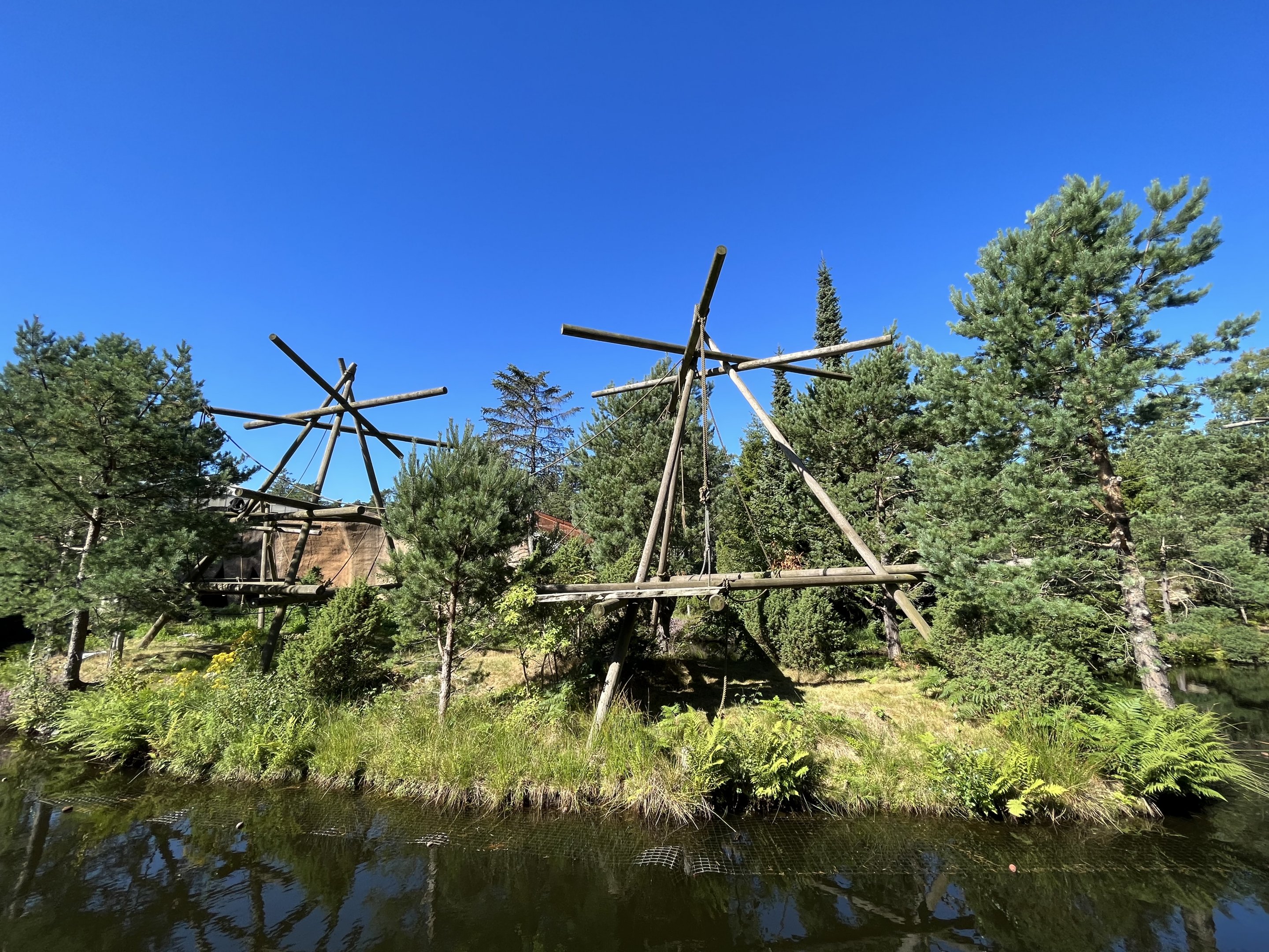 Colombian Black Spider Monkey Exhibit