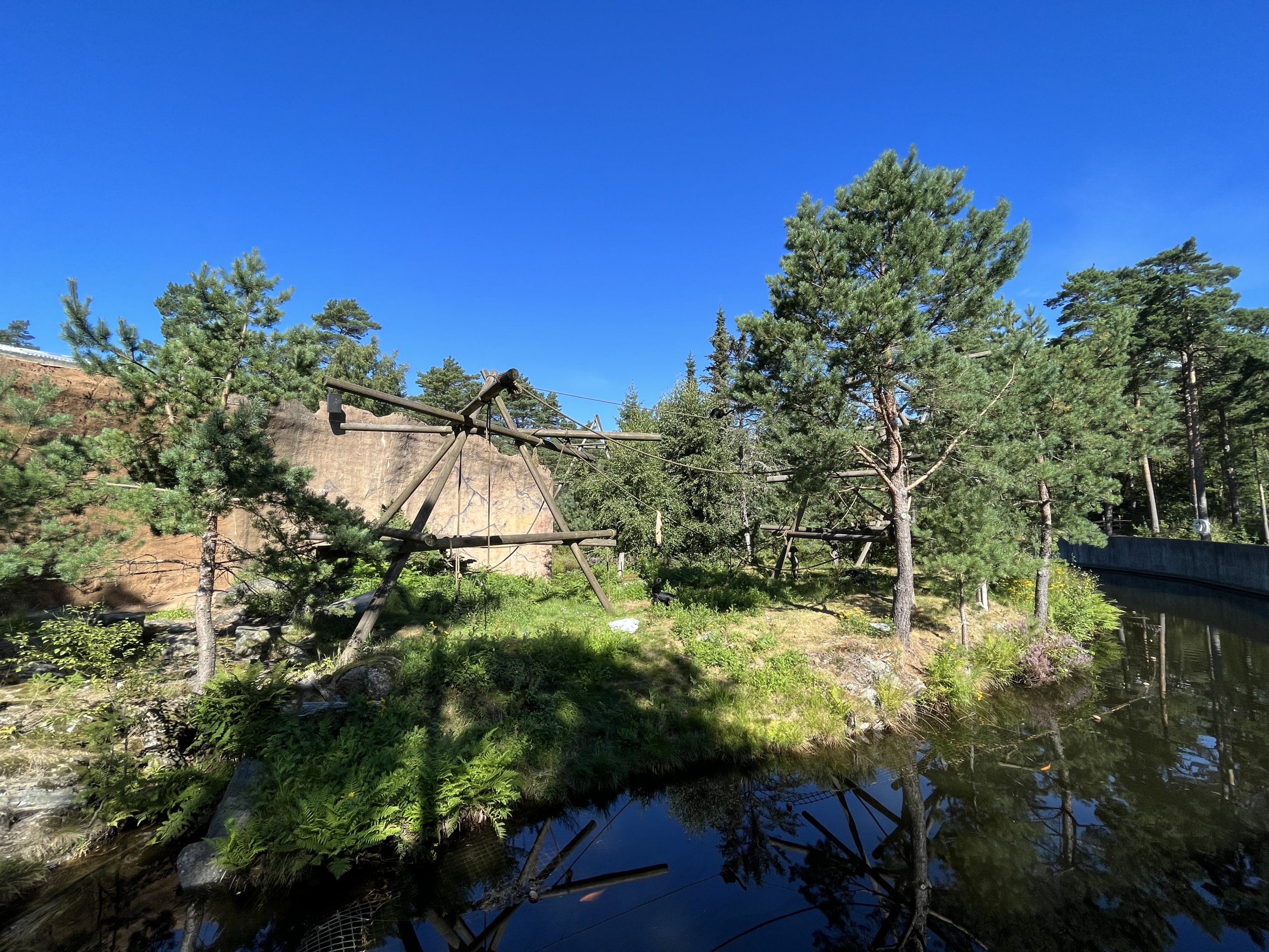 Colombian Black Spider Monkey Exhibit