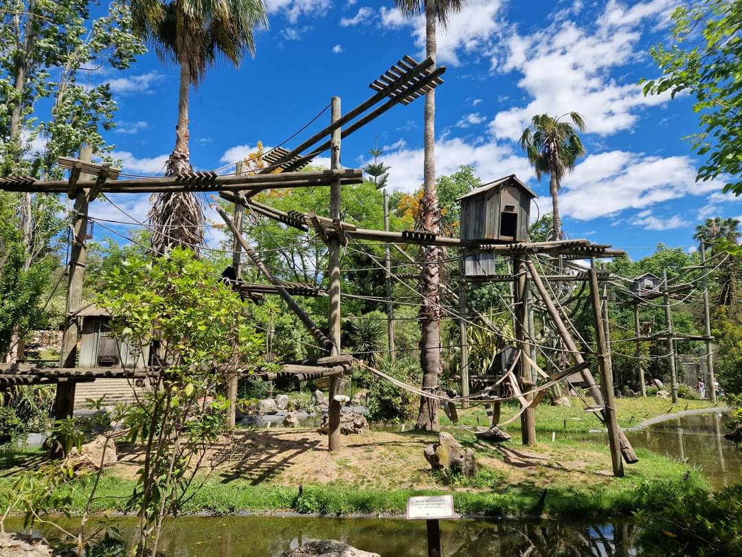 Colombian black spider monkey exhibit