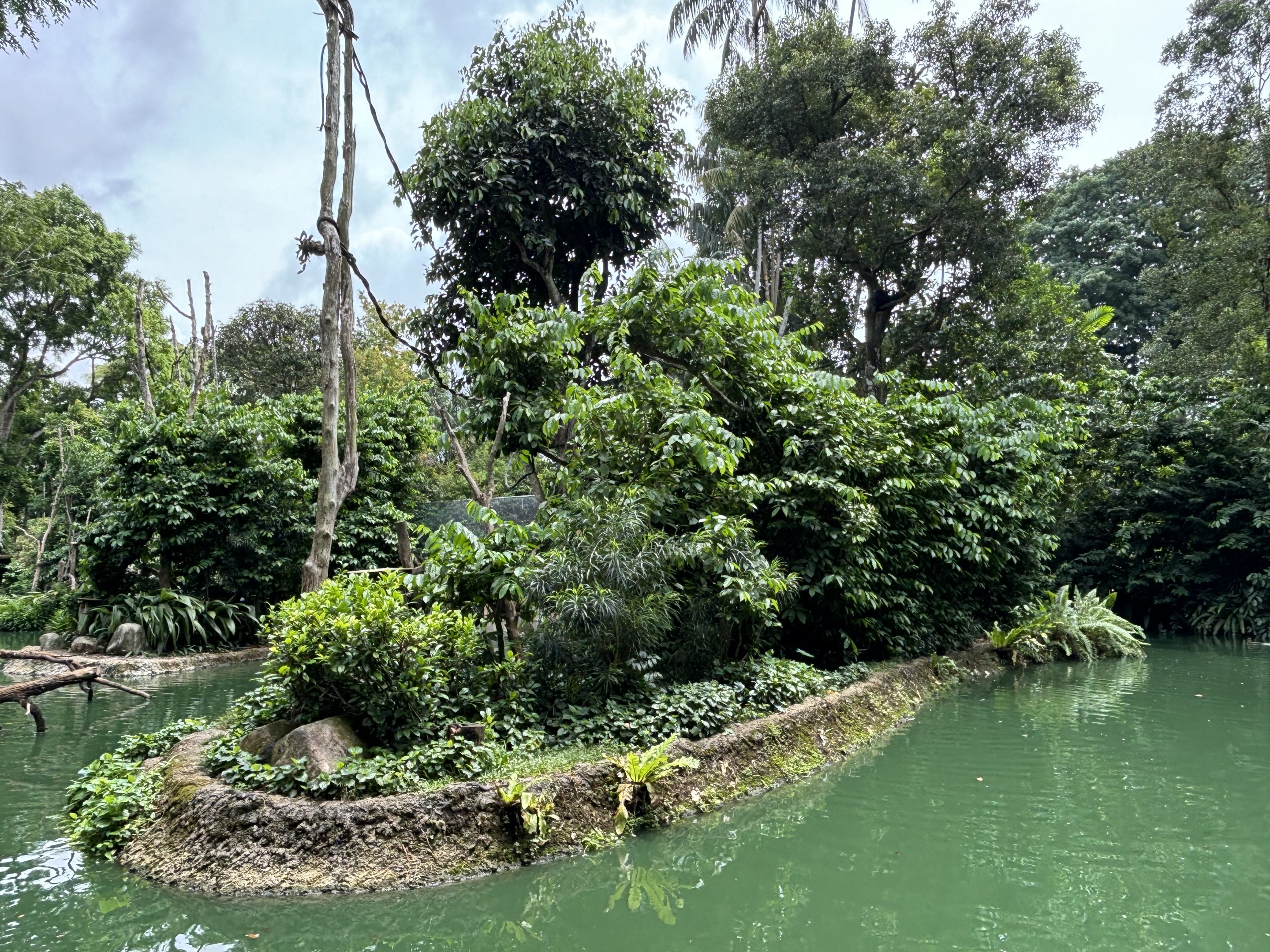 Colombian Black Spider Monkey Exhibit