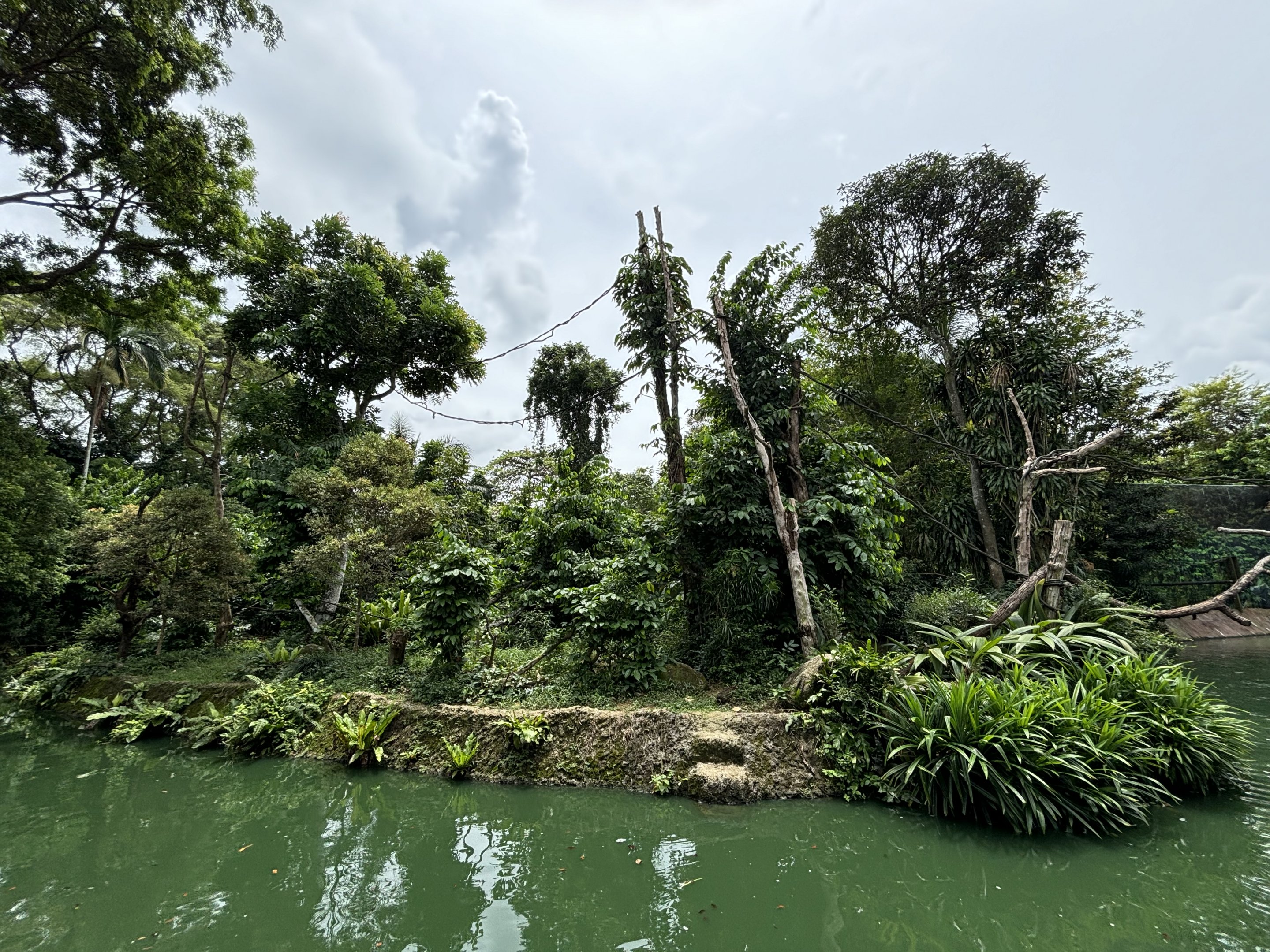 Colombian Black Spider Monkey Exhibit