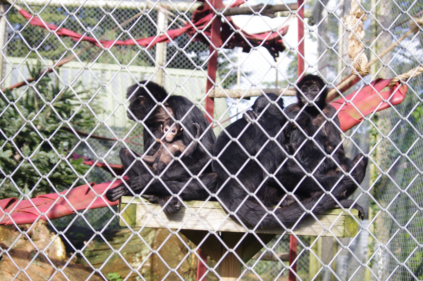 Colombian Black Spider Monkey family photo- 19/2/2024