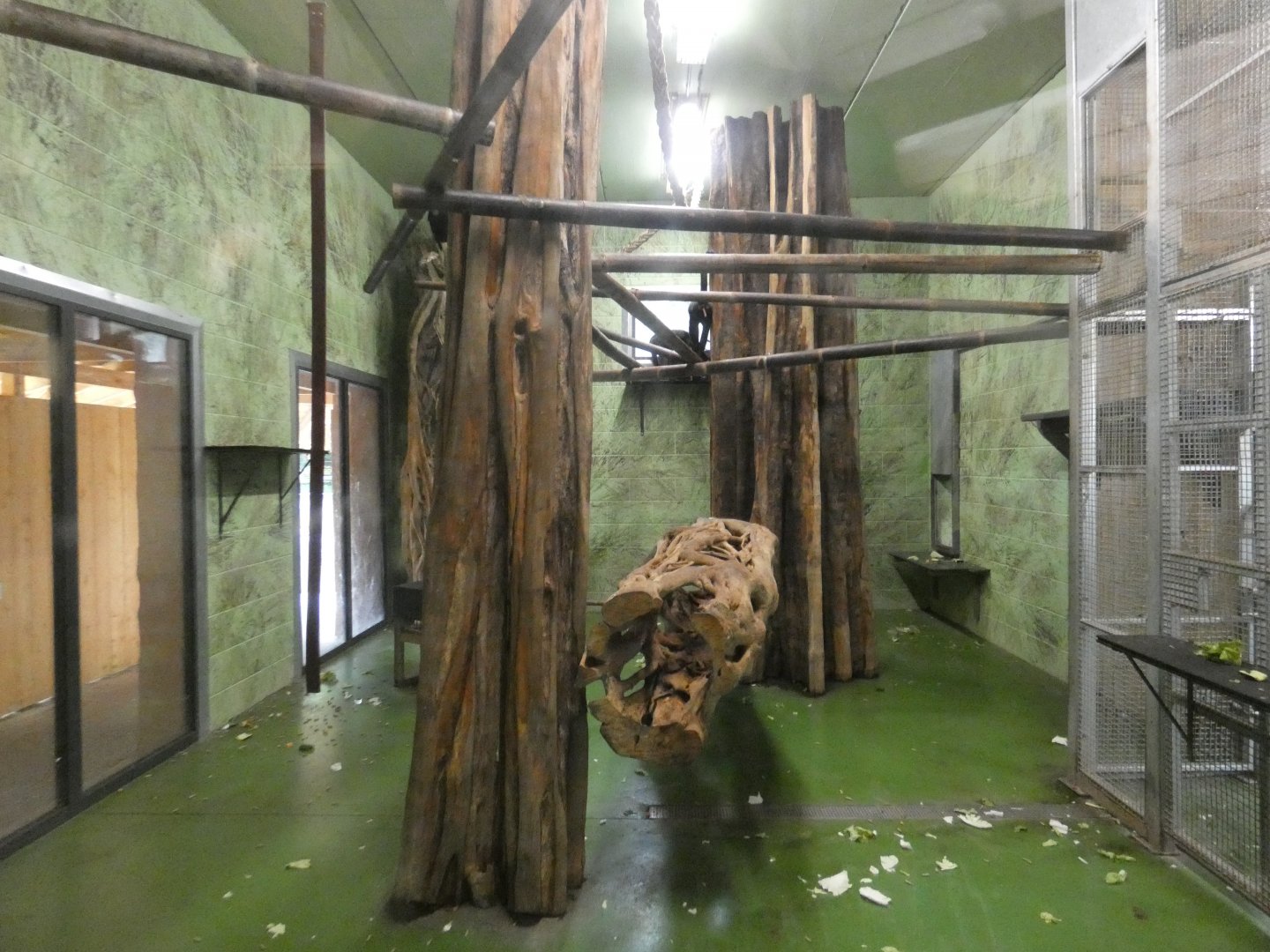 Colombian black spider monkey indoor enclosure