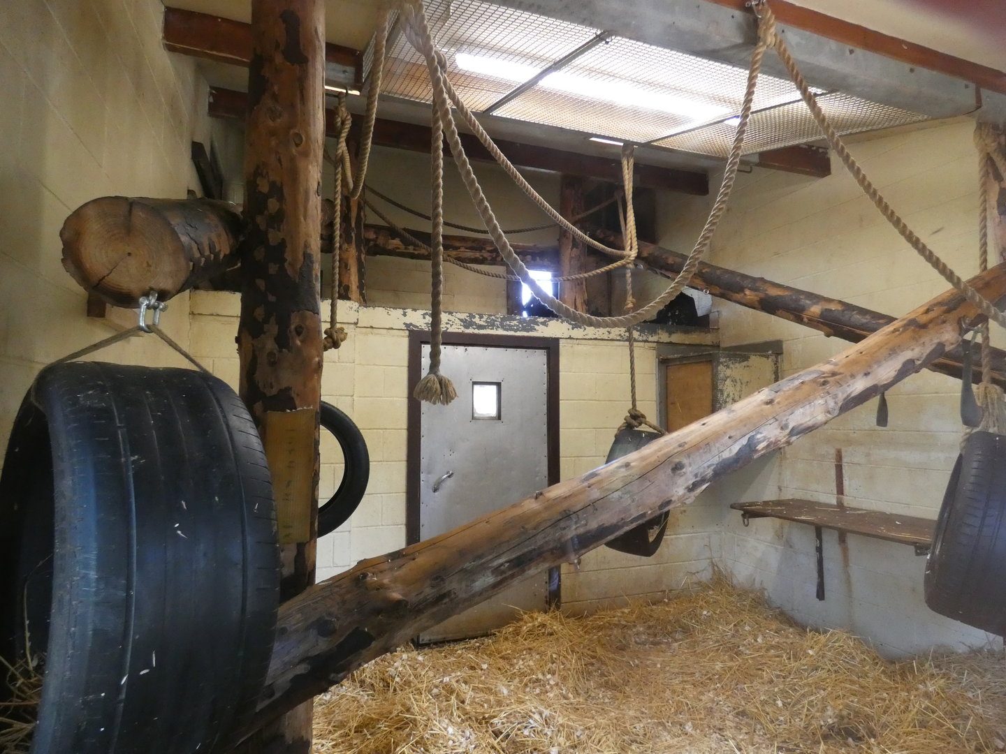 Colombian black spider monkey indoor enclosure