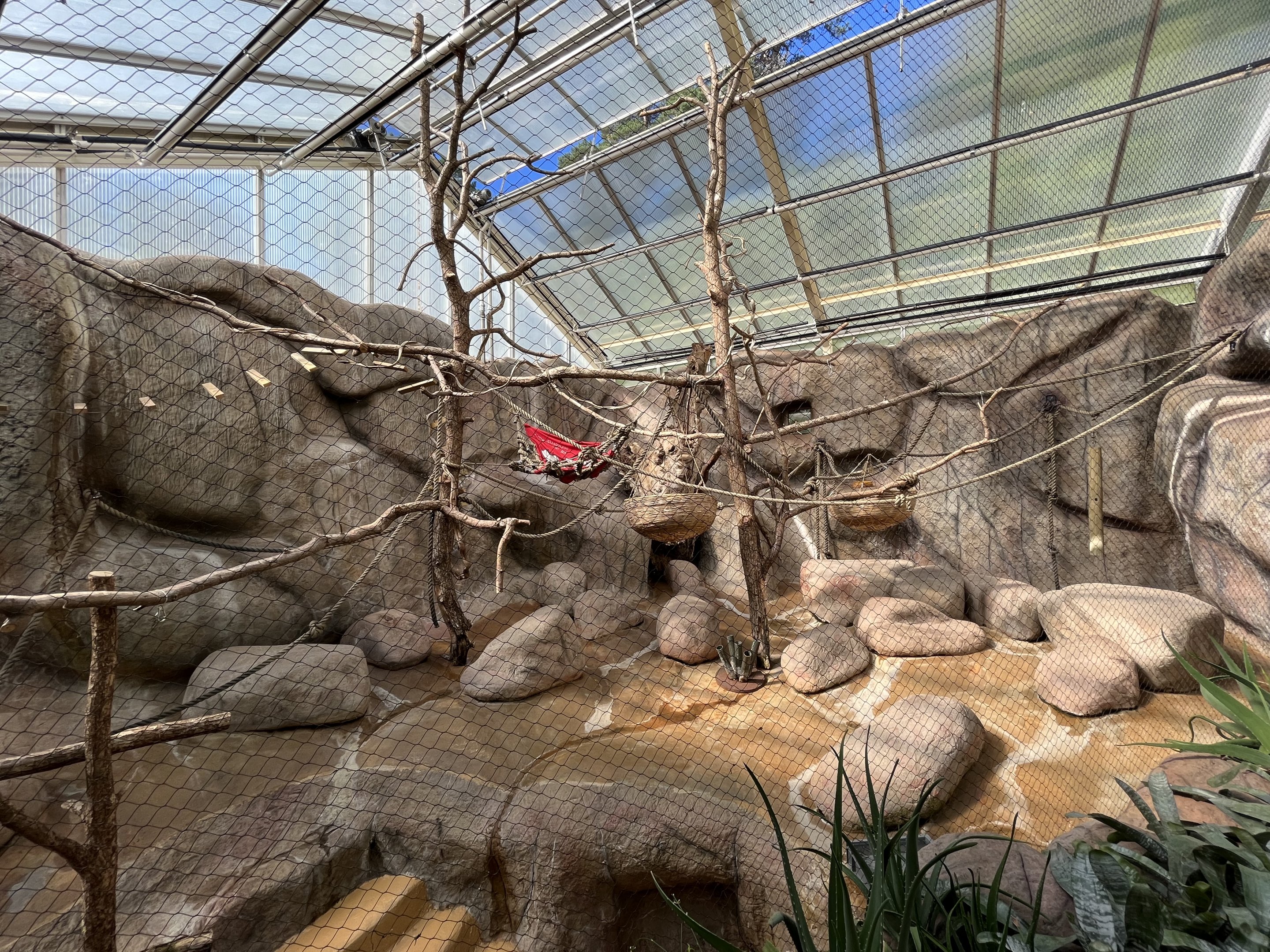 Colombian Black Spider Monkey Indoor Exhibit