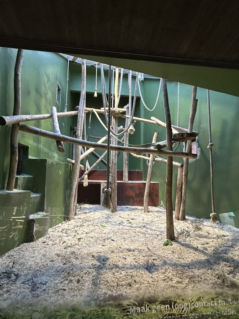 Colombian black spider monkey indoor exhibit