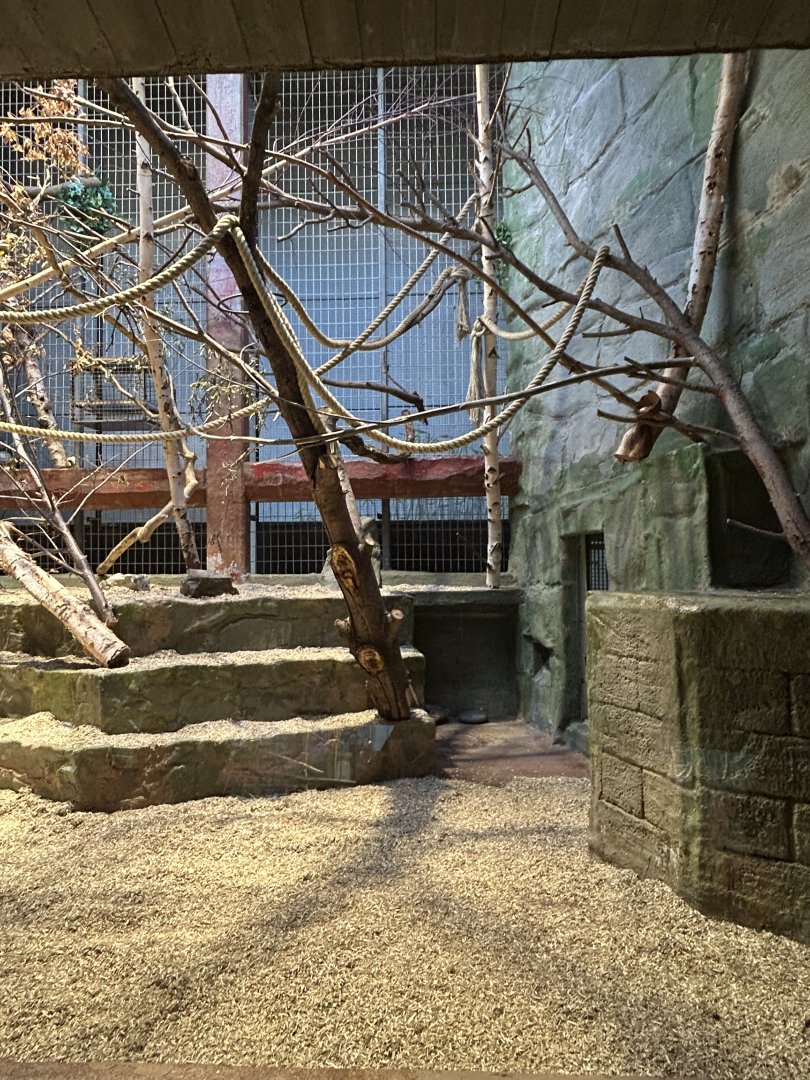 Colombian black spider monkey indoor exhibit