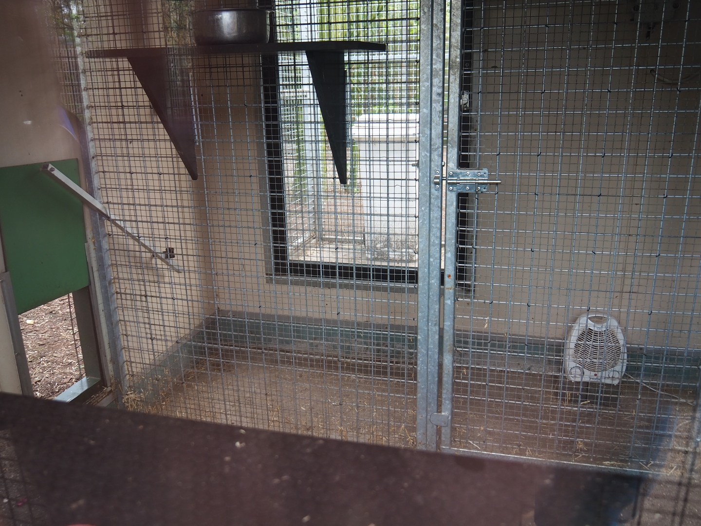 Colombian black spider monkey indoor housing, 2019-04-06